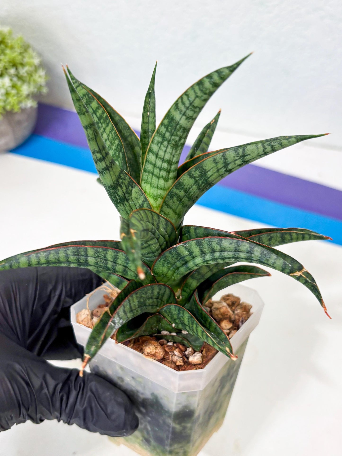 Sansevieria Gojila (Ha6) (11) | Imported Hybrids