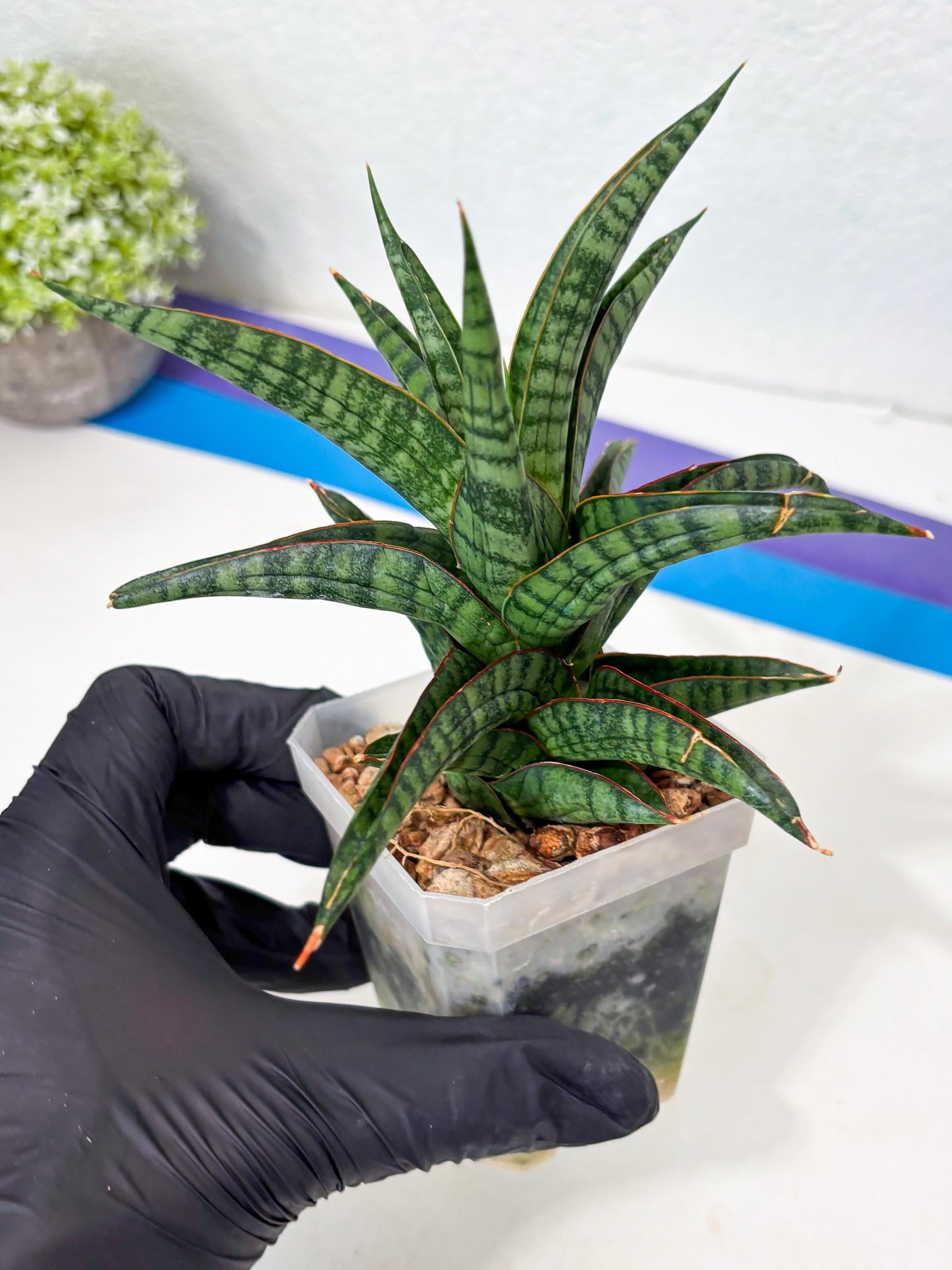 Sansevieria Gojila (Ha6) (11) | Imported Hybrids