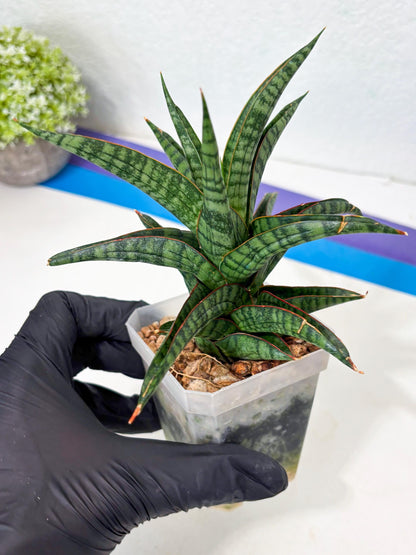 Sansevieria Gojila (Ha6) (11) | Imported Hybrids