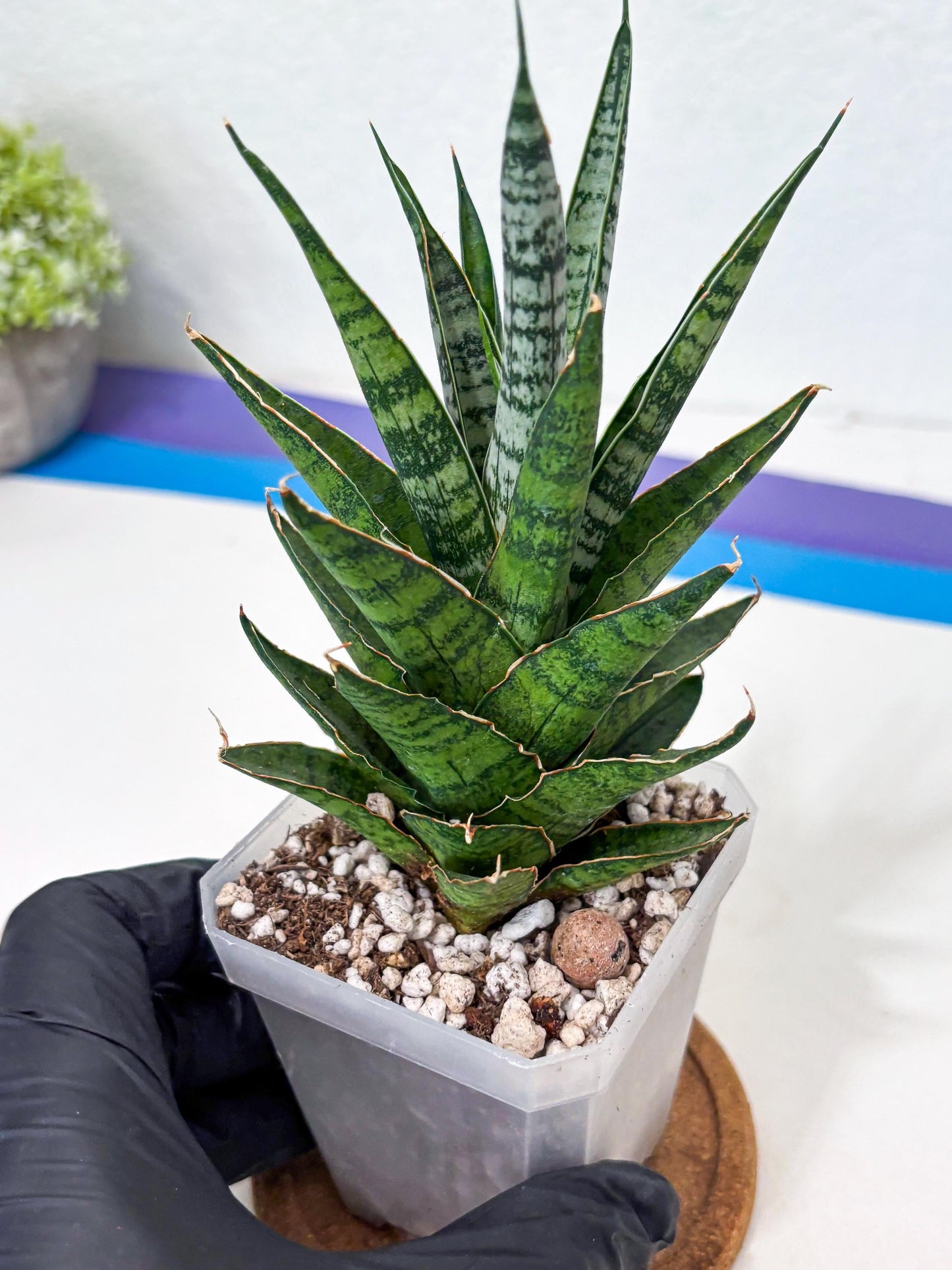 Sanseviera Sweet Celery (Ha6) (15) | Imported