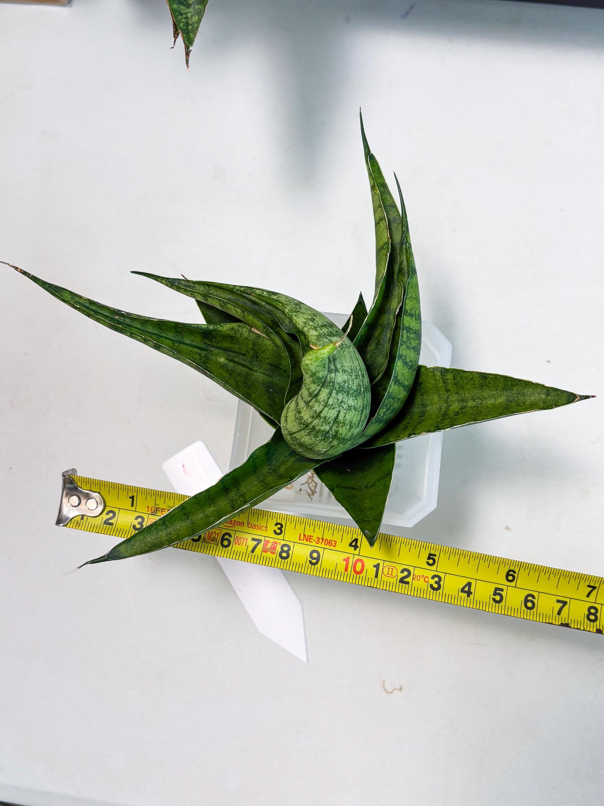Sansevieria Dampit (Ba1) (9) | Imported New Hybrids