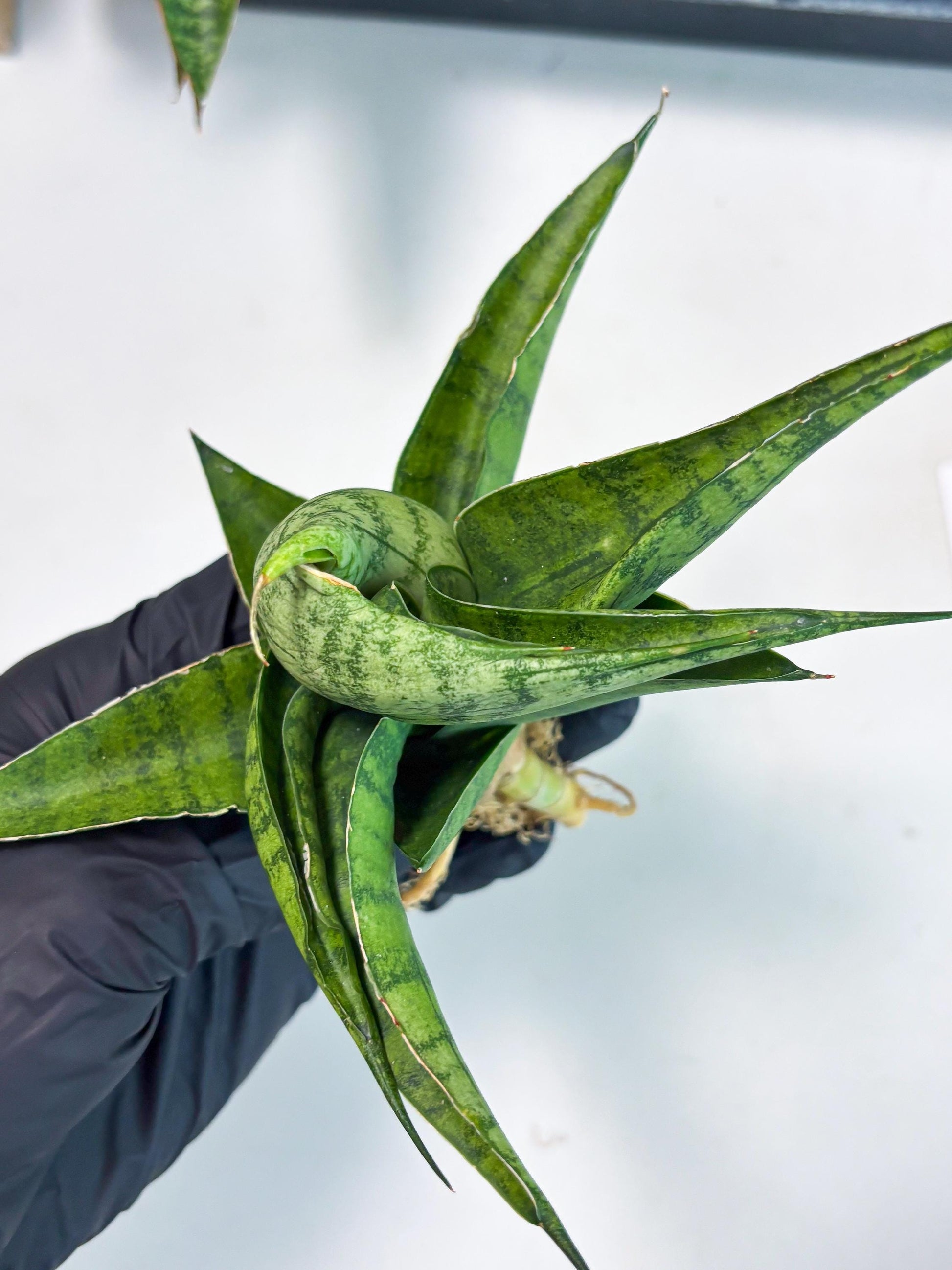 Sansevieria Dampit (Ba1) (9) | Imported New Hybrids