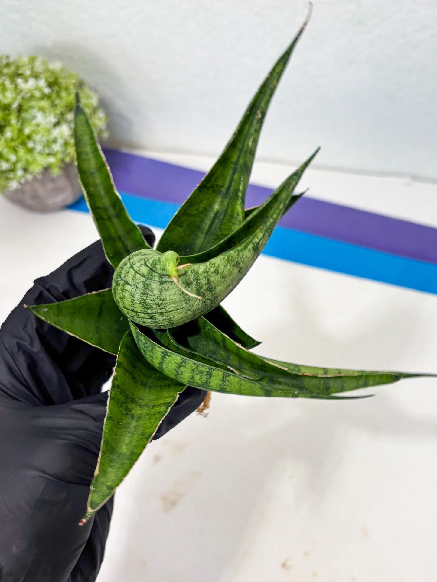 Sansevieria Dampit (Ba1) (9) | Imported New Hybrids