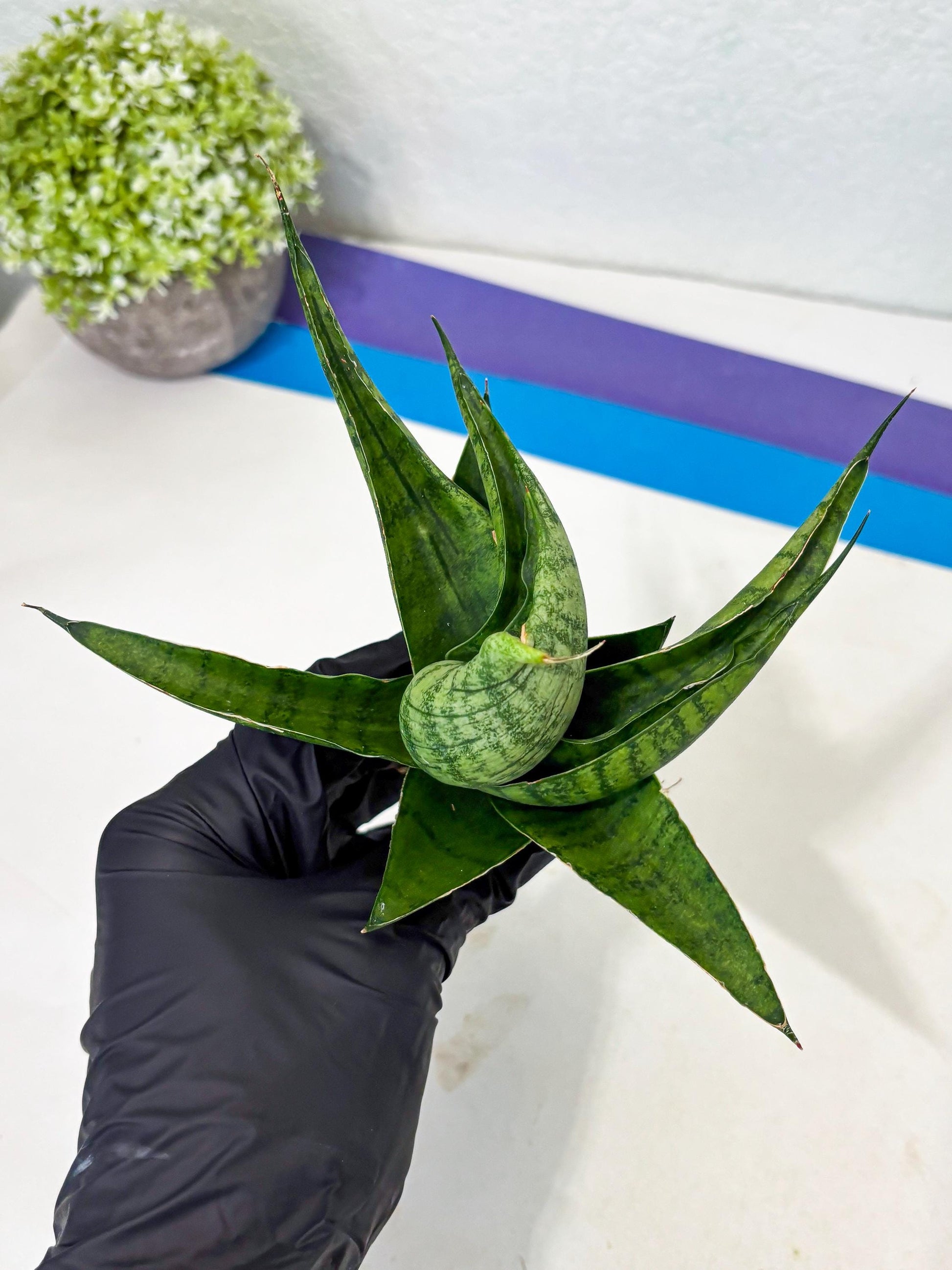 Sansevieria Dampit (Ba1) (9) | Imported New Hybrids