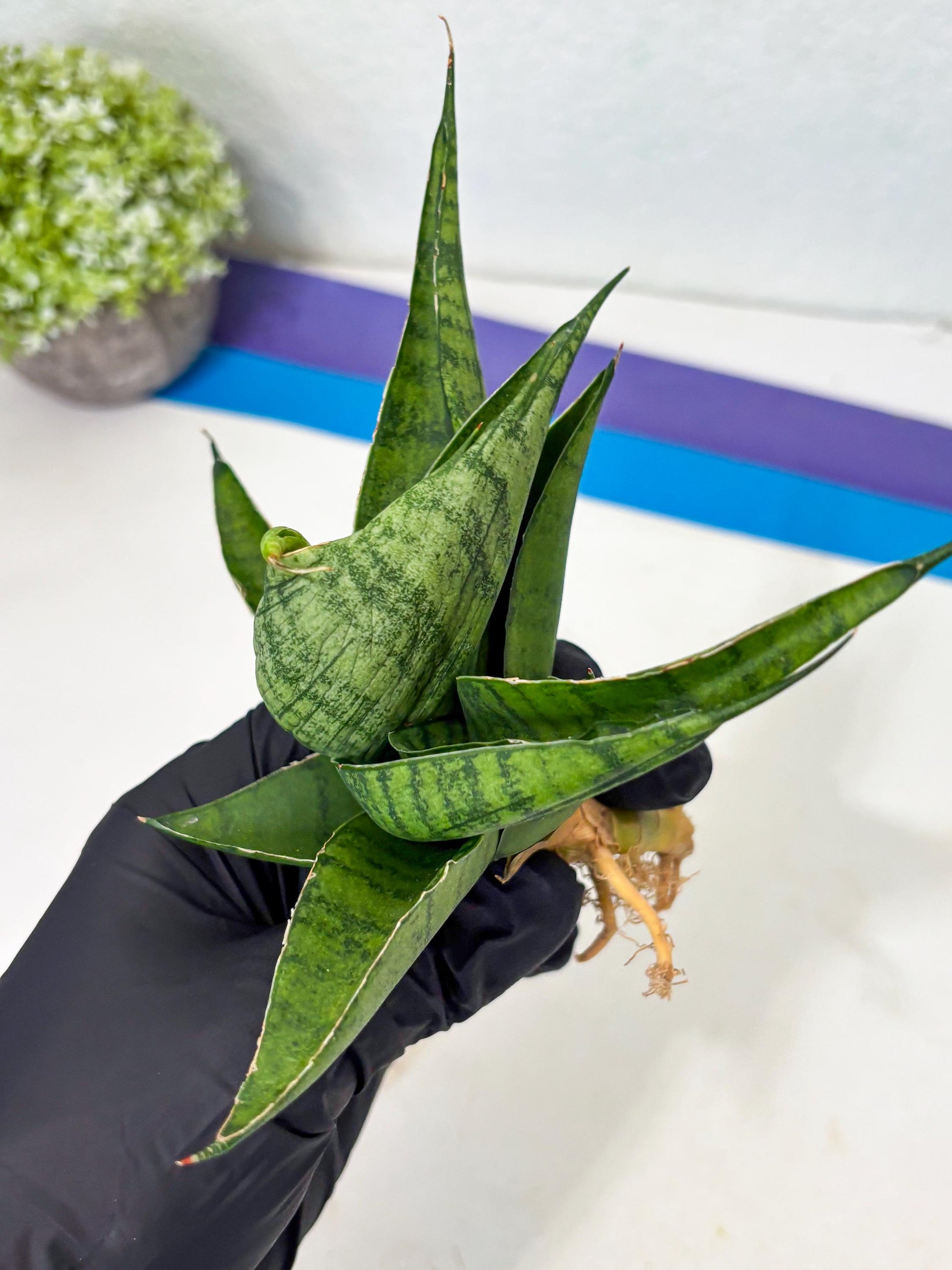 Sansevieria Dampit (Ba1) (9) | Imported New Hybrids