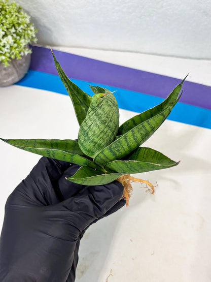 Sansevieria Dampit (Ba1) (9) | Imported New Hybrids