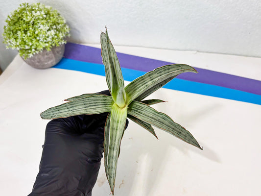 Sansevieria Dama (Ba1) (12) | Imported