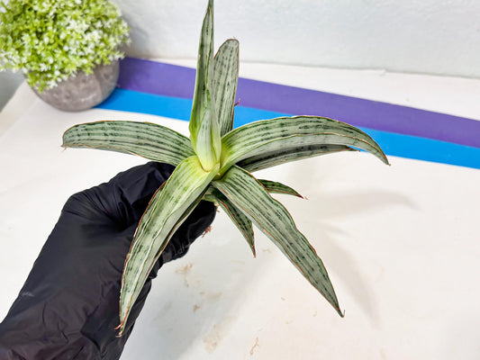 Sansevieria Dama (Ba1) (12) | Imported