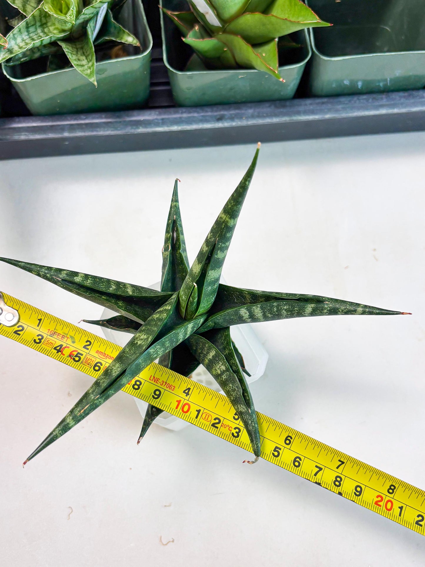 Sansevieria Francisii x Coco x Cordova (Ba1) (13)