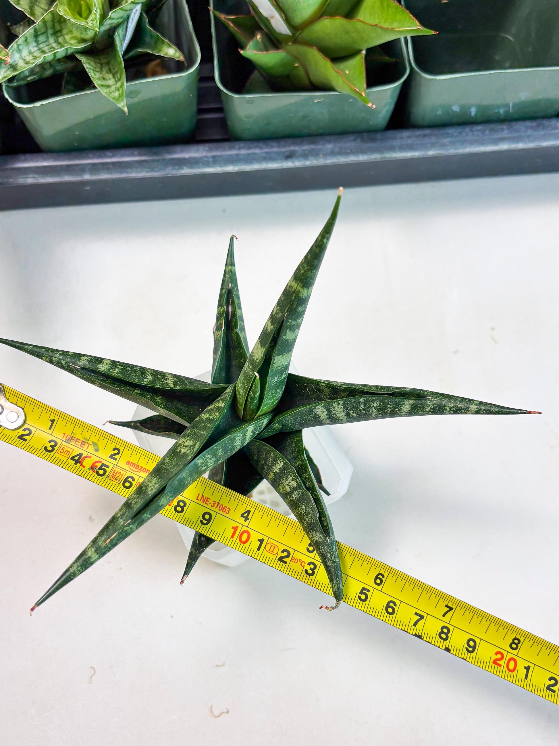 Sansevieria Francisii x Coco x Cordova (Ba1) (13)