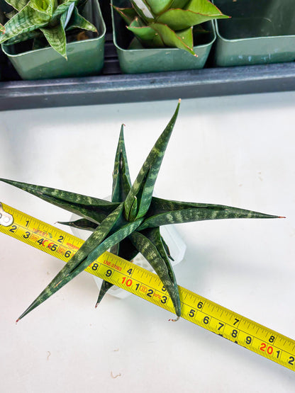 Sansevieria Francisii x Coco x Cordova (Ba1) (13)