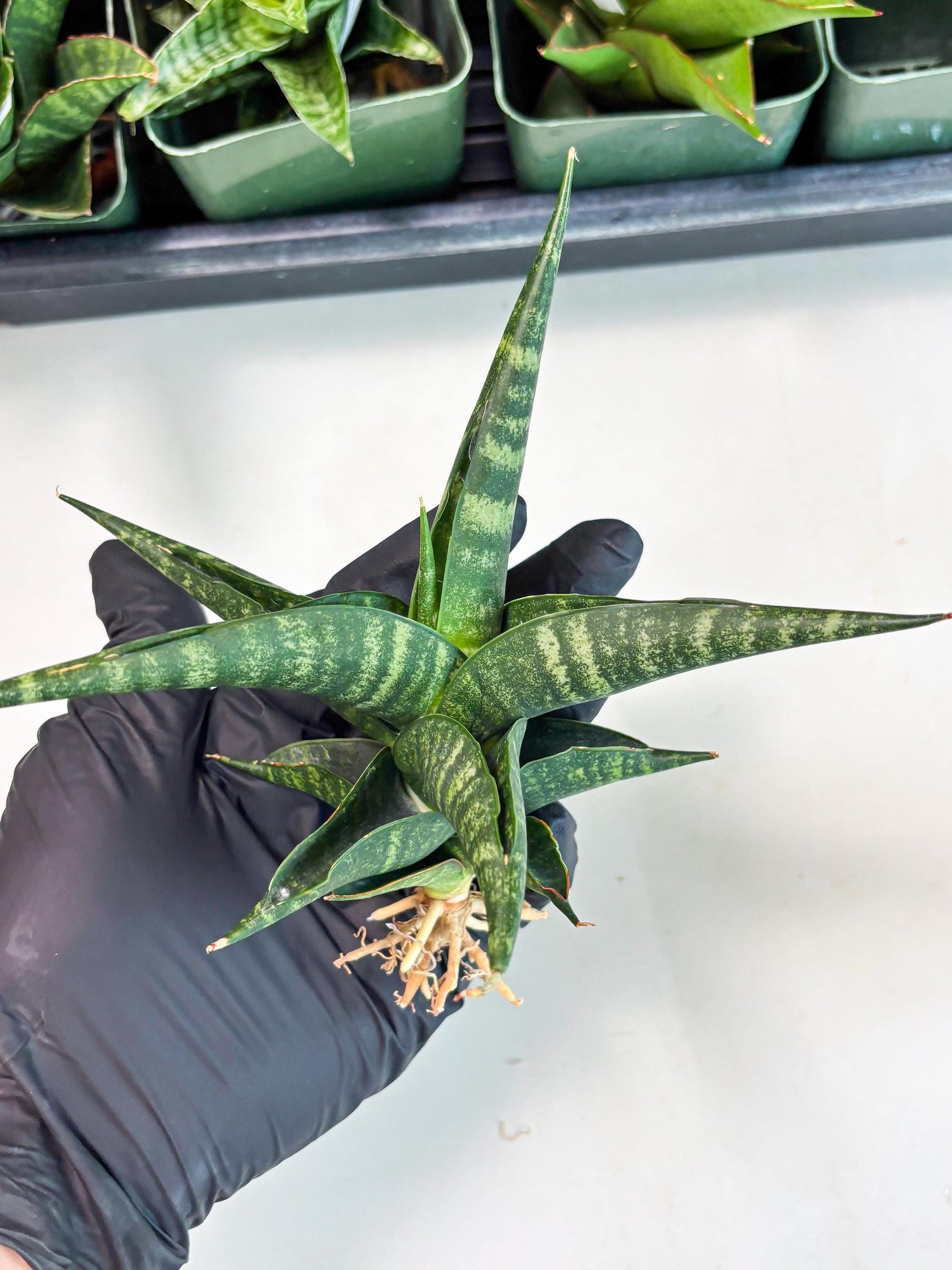 Sansevieria Francisii x Coco x Cordova (Ba1) (13)