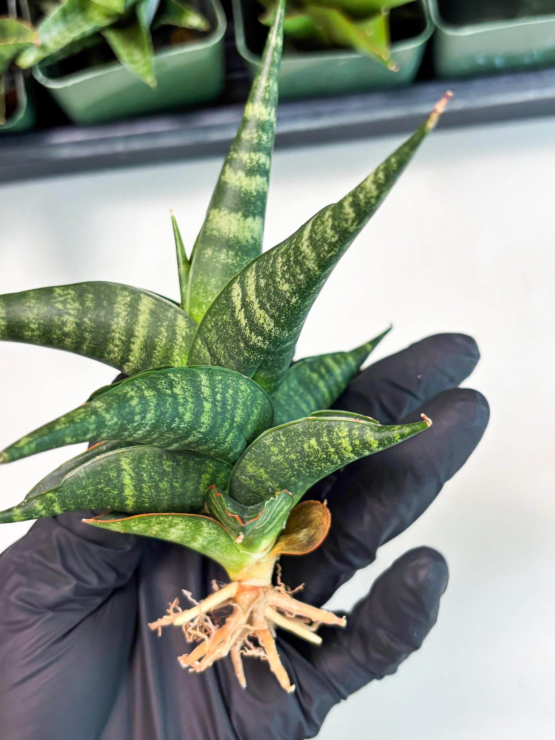 Sansevieria Francisii x Coco x Cordova (Ba1) (13)