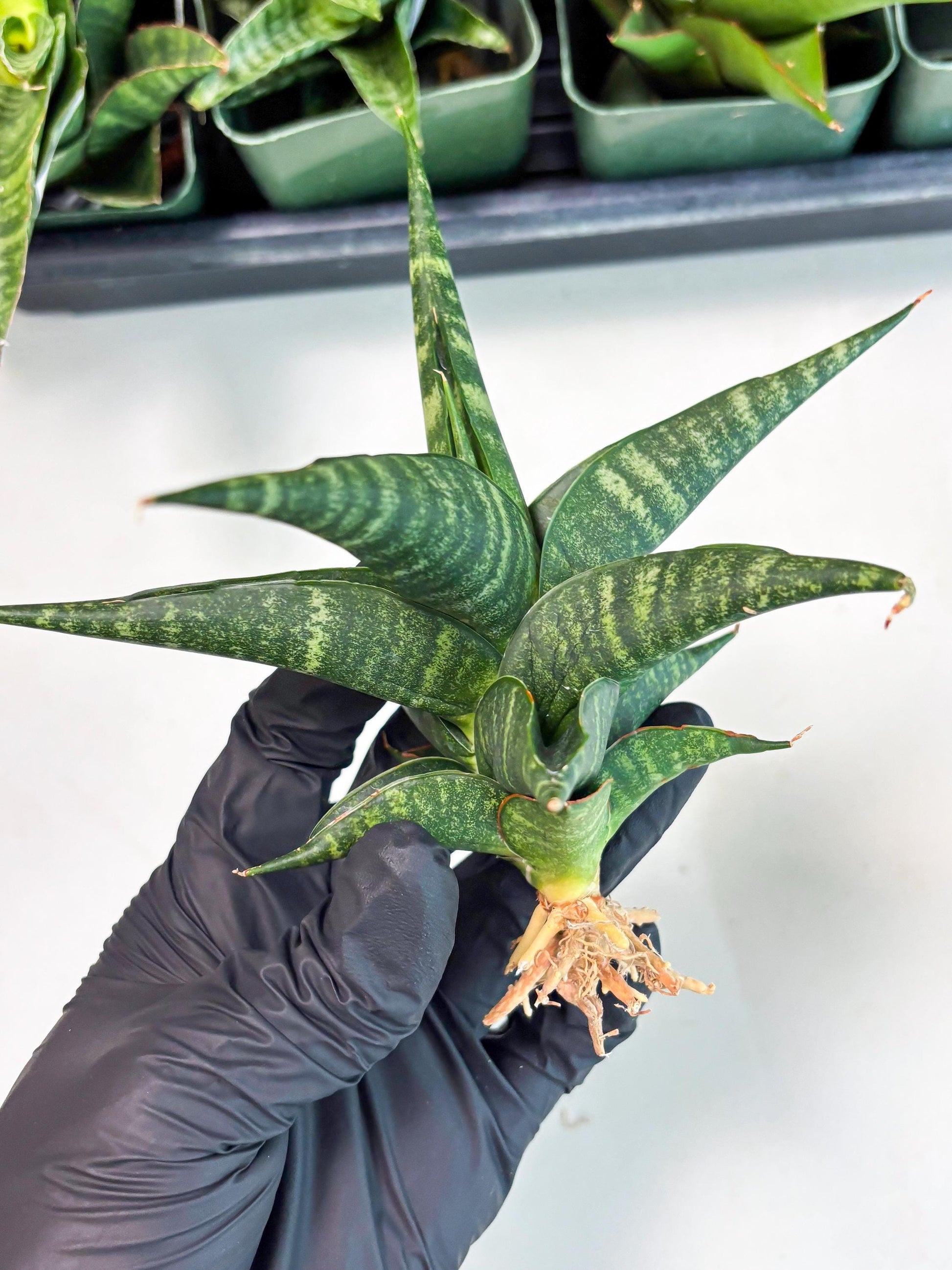 Sansevieria Francisii x Coco x Cordova (Ba1) (13)
