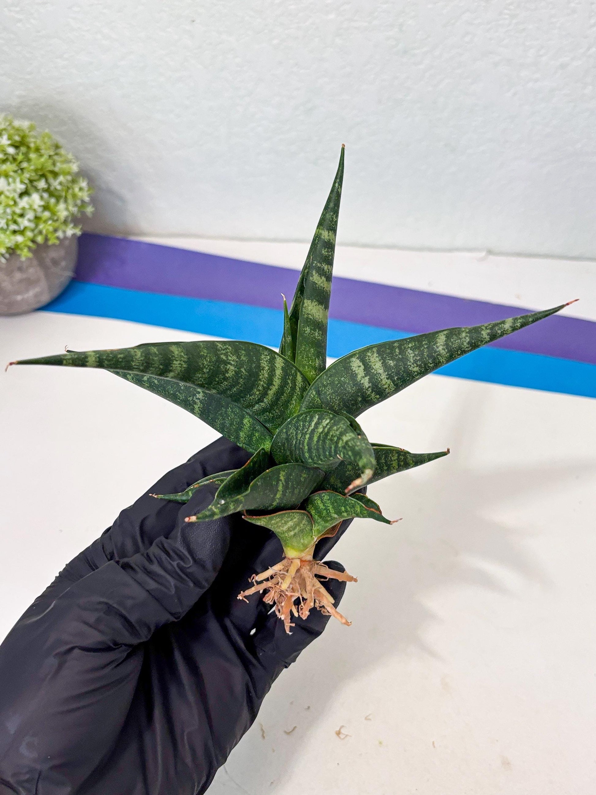 Sansevieria Francisii x Coco x Cordova (Ba1) (13)