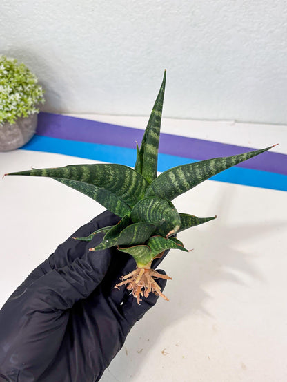 Sansevieria Francisii x Coco x Cordova (Ba1) (13)