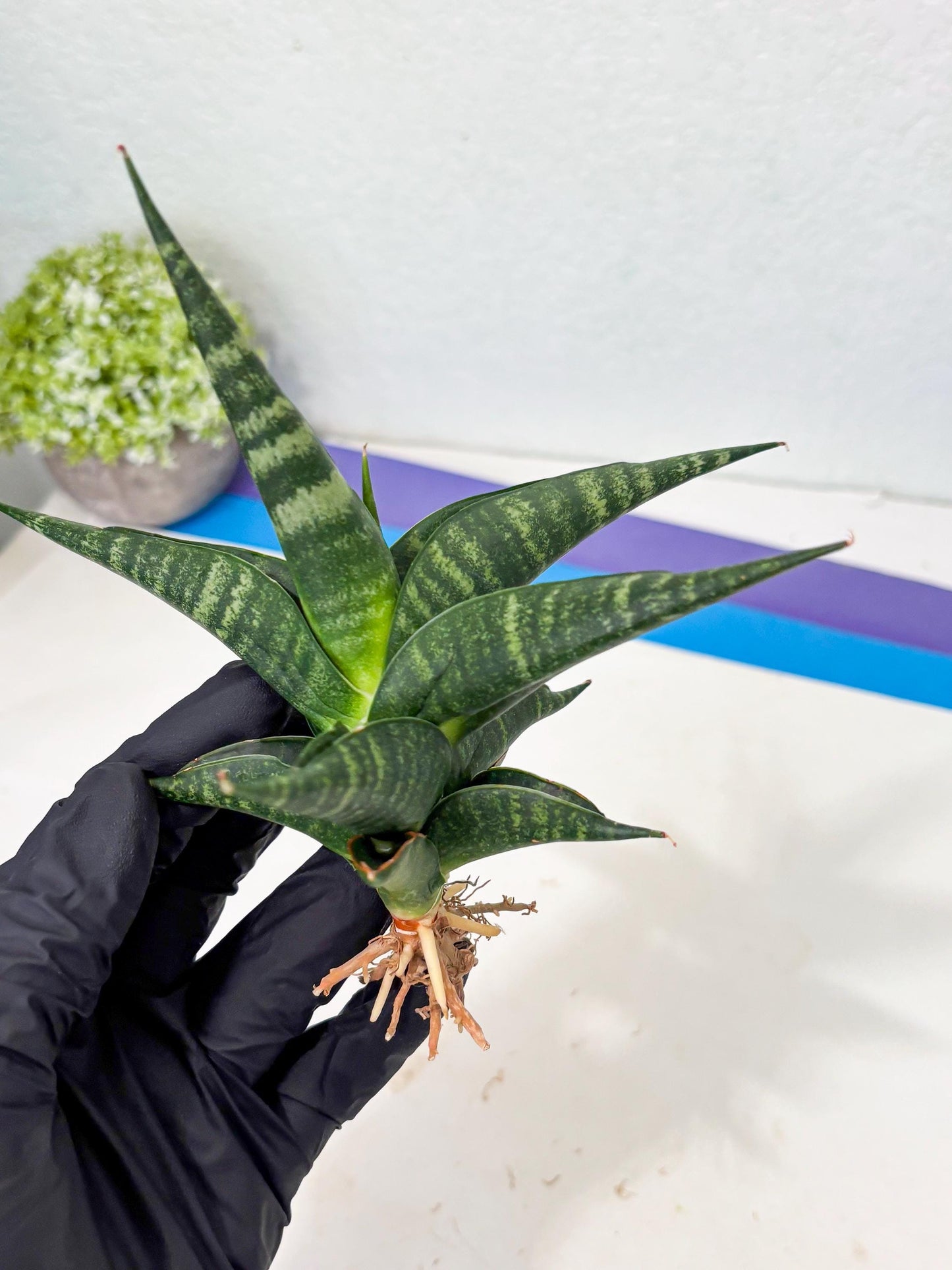 Sansevieria Francisii x Coco x Cordova (Ba1) (13)