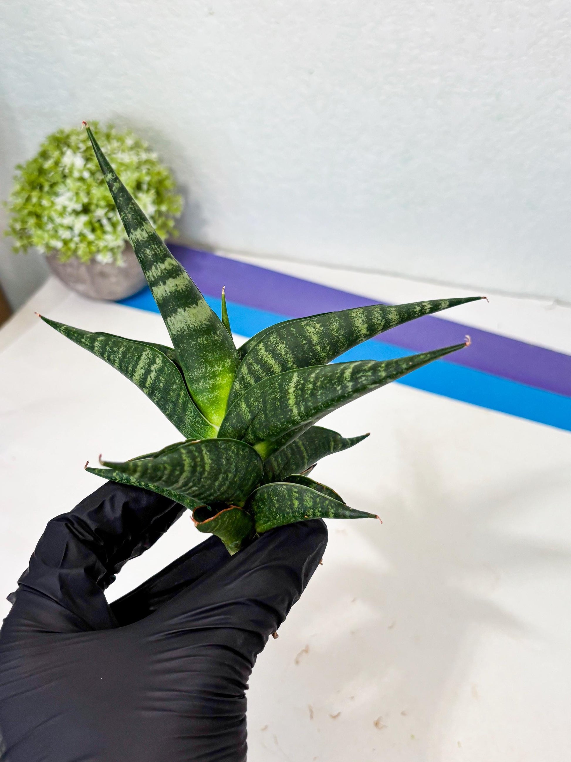 Sansevieria Francisii x Coco x Cordova (Ba1) (13)