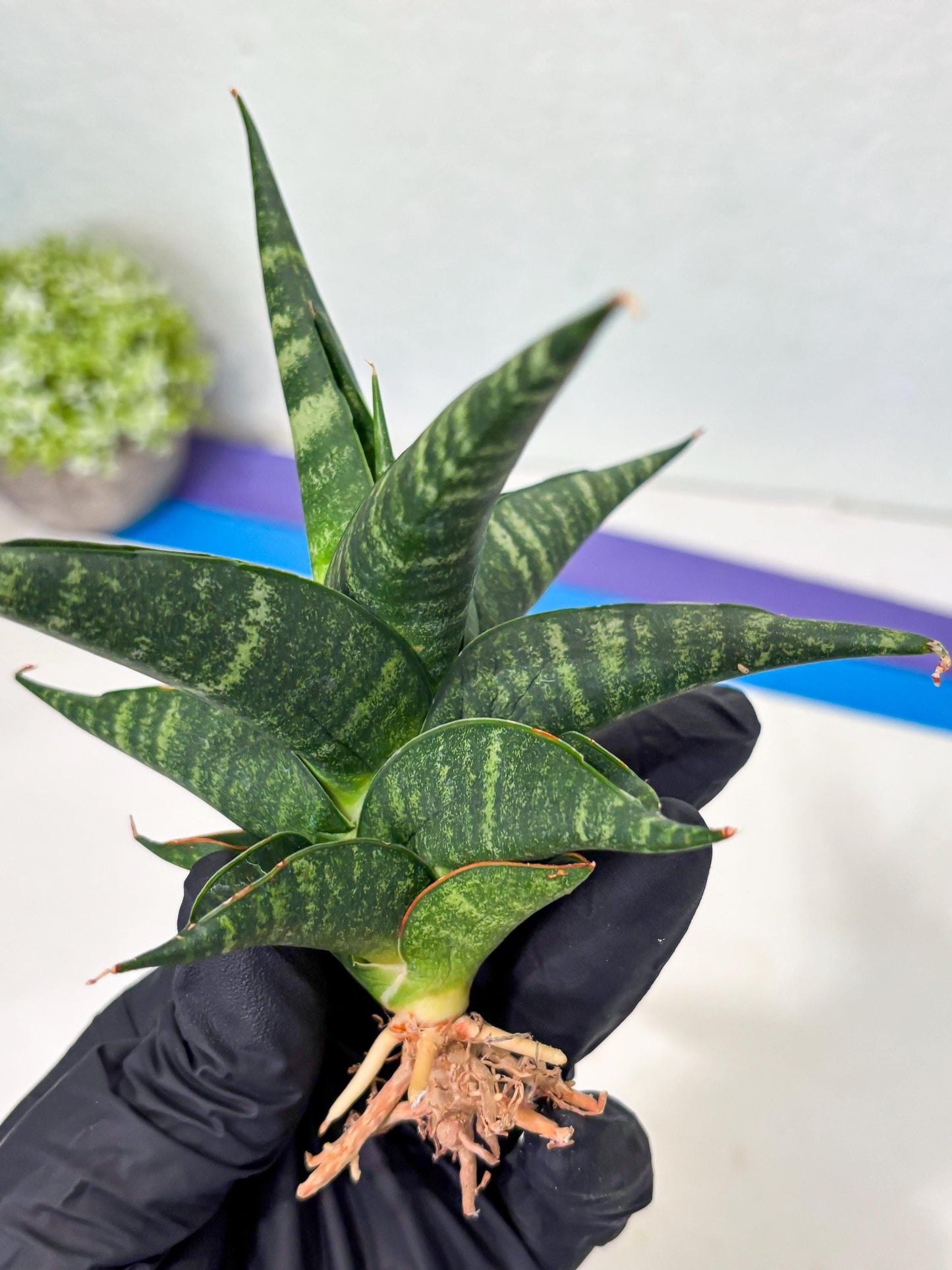 Sansevieria Francisii x Coco x Cordova (Ba1) (13)