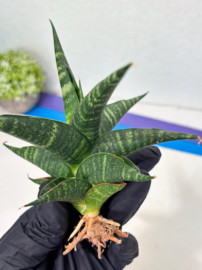 Sansevieria Francisii x Coco x Cordova (Ba1) (13)