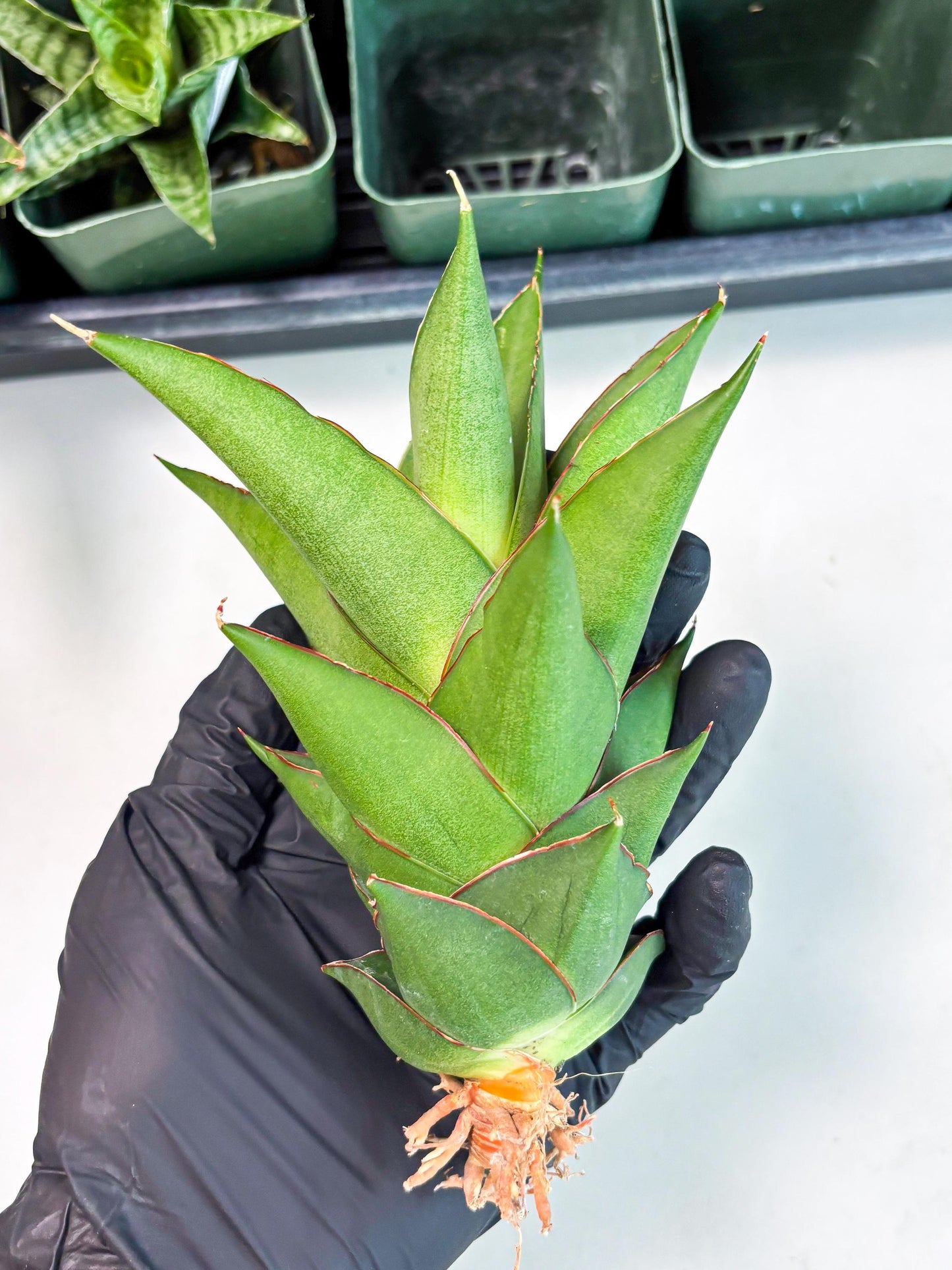 Sansevieria Armanu (Ba1) (14) | Rare Collection
