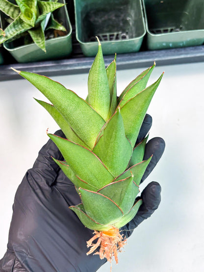 Sansevieria Armanu (Ba1) (14) | Rare Collection