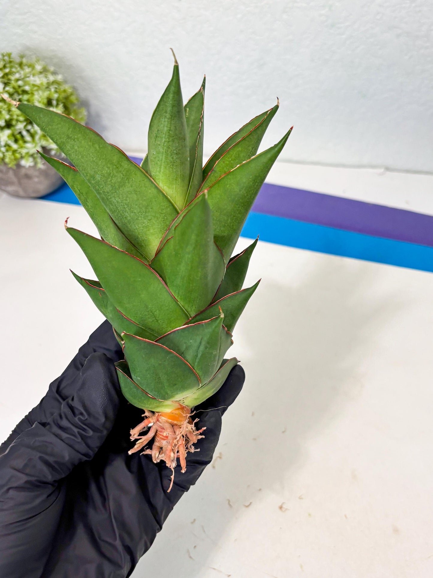Sansevieria Armanu (Ba1) (14) | Rare Collection