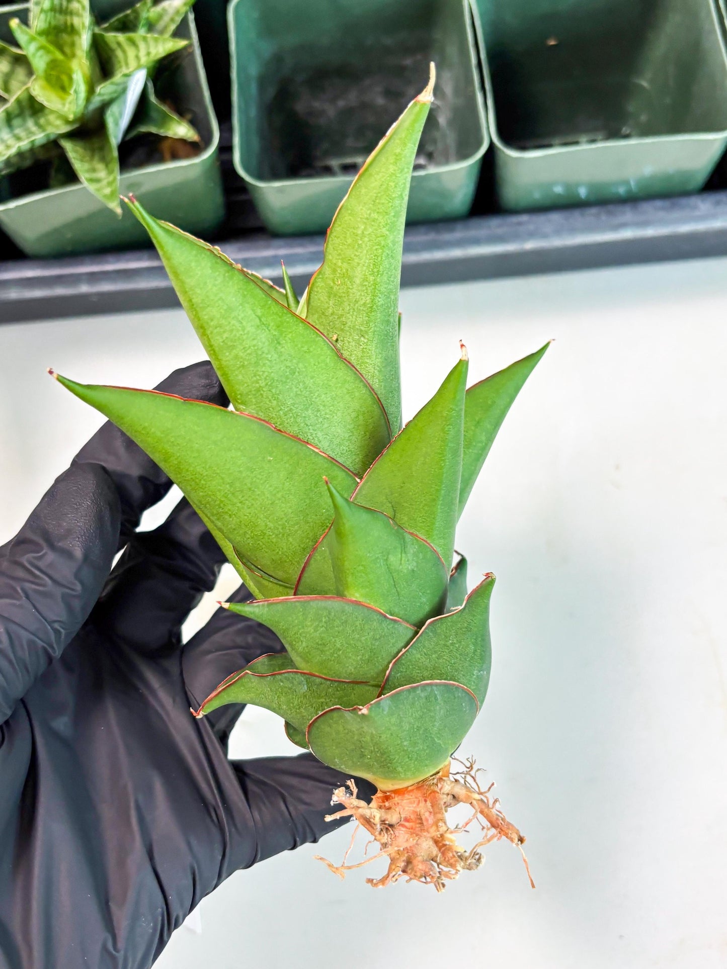 Sansevieria Armanu (Ba1) (14) | Rare Collection