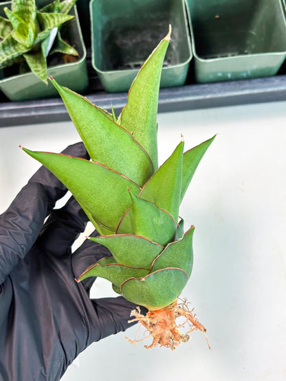 Sansevieria Armanu (Ba1) (14) | Rare Collection