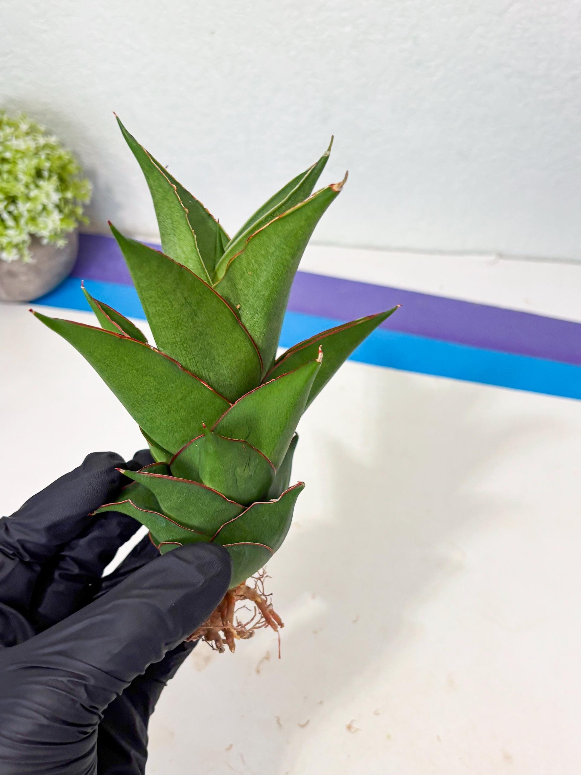 Sansevieria Armanu (Ba1) (14) | Rare Collection
