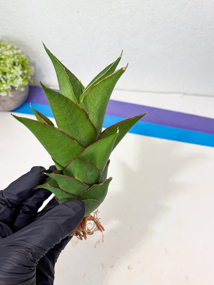 Sansevieria Armanu (Ba1) (14) | Rare Collection