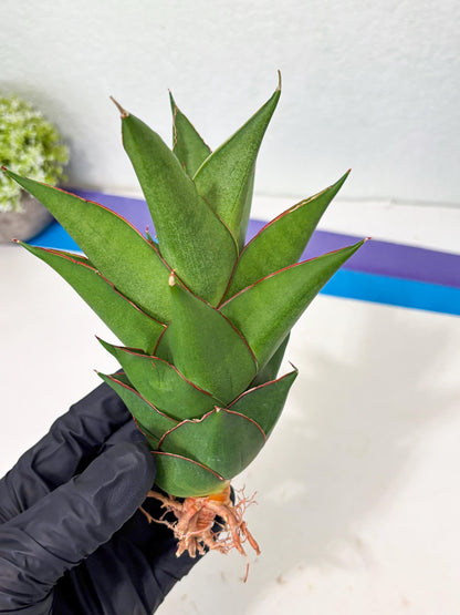 Sansevieria Armanu (Ba1) (14) | Rare Collection