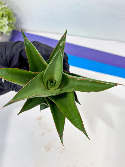 Sansevieria Armanu (Ba1) (14) | Rare Collection