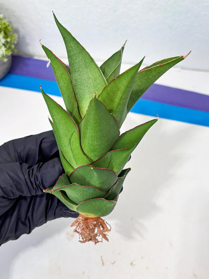 Sansevieria Armanu (Ba1) (14) | Rare Collection
