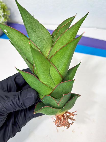 Sansevieria Armanu (Ba1) (14) | Rare Collection