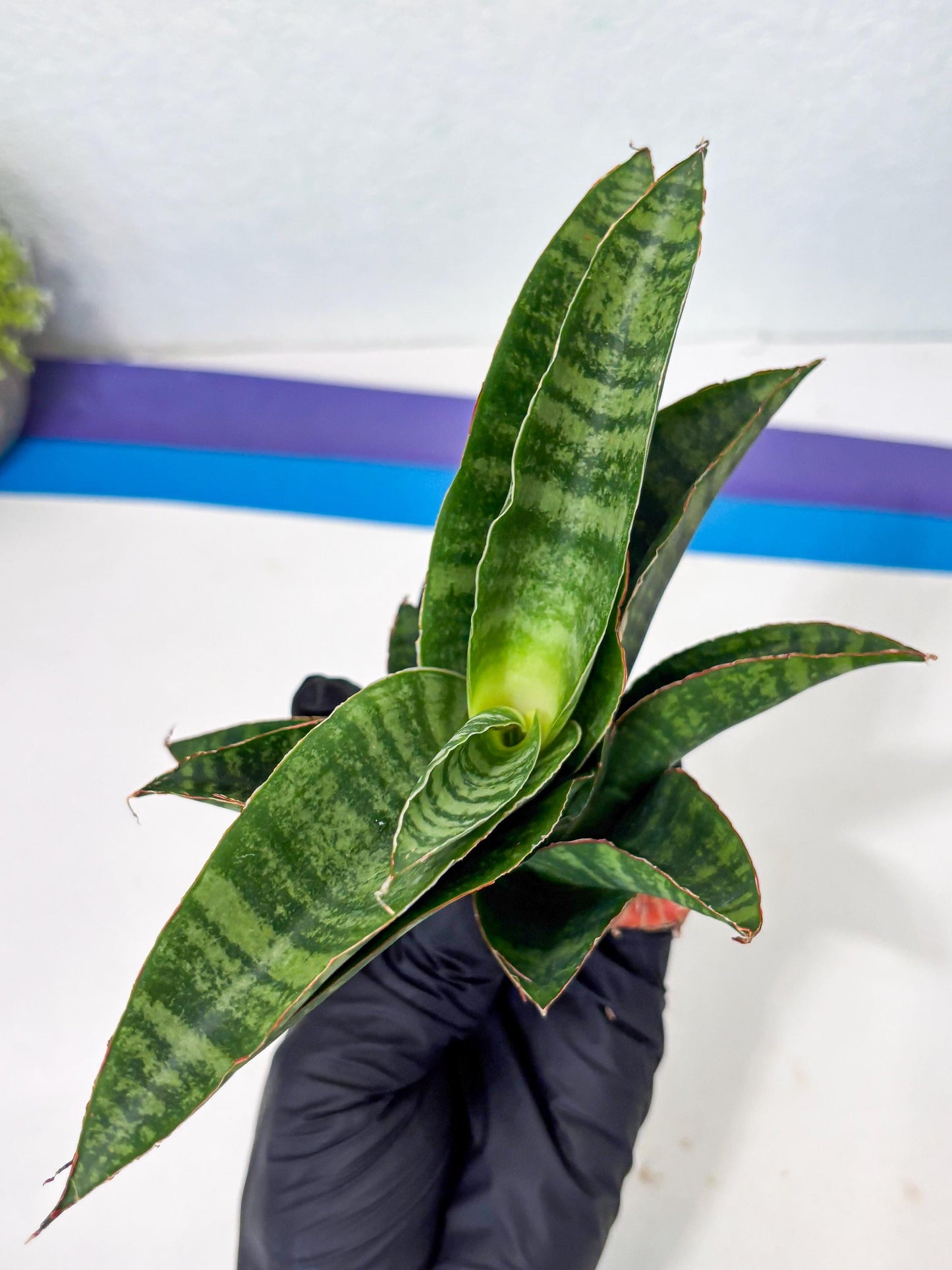 Sansevieria Marsha x Sandana Moonshine (Ba3) (4) | Rare Plant
