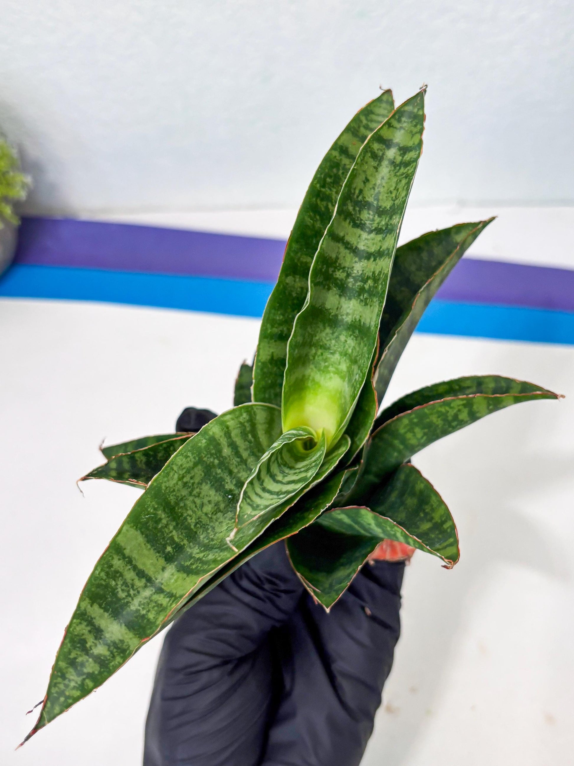 Sansevieria Marsha x Sandana Moonshine (Ba3) (4) | Rare Plant