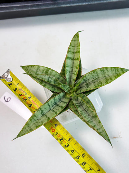 Sansevieria Masoniana x Sweet Celery (Ba3) (6) | Rare Plant
