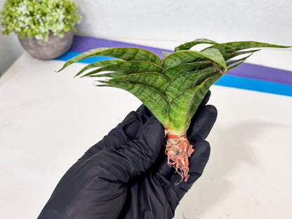 Sansevieria Masoniana x Sweet Celery (Ba3) (6) | Rare Plant
