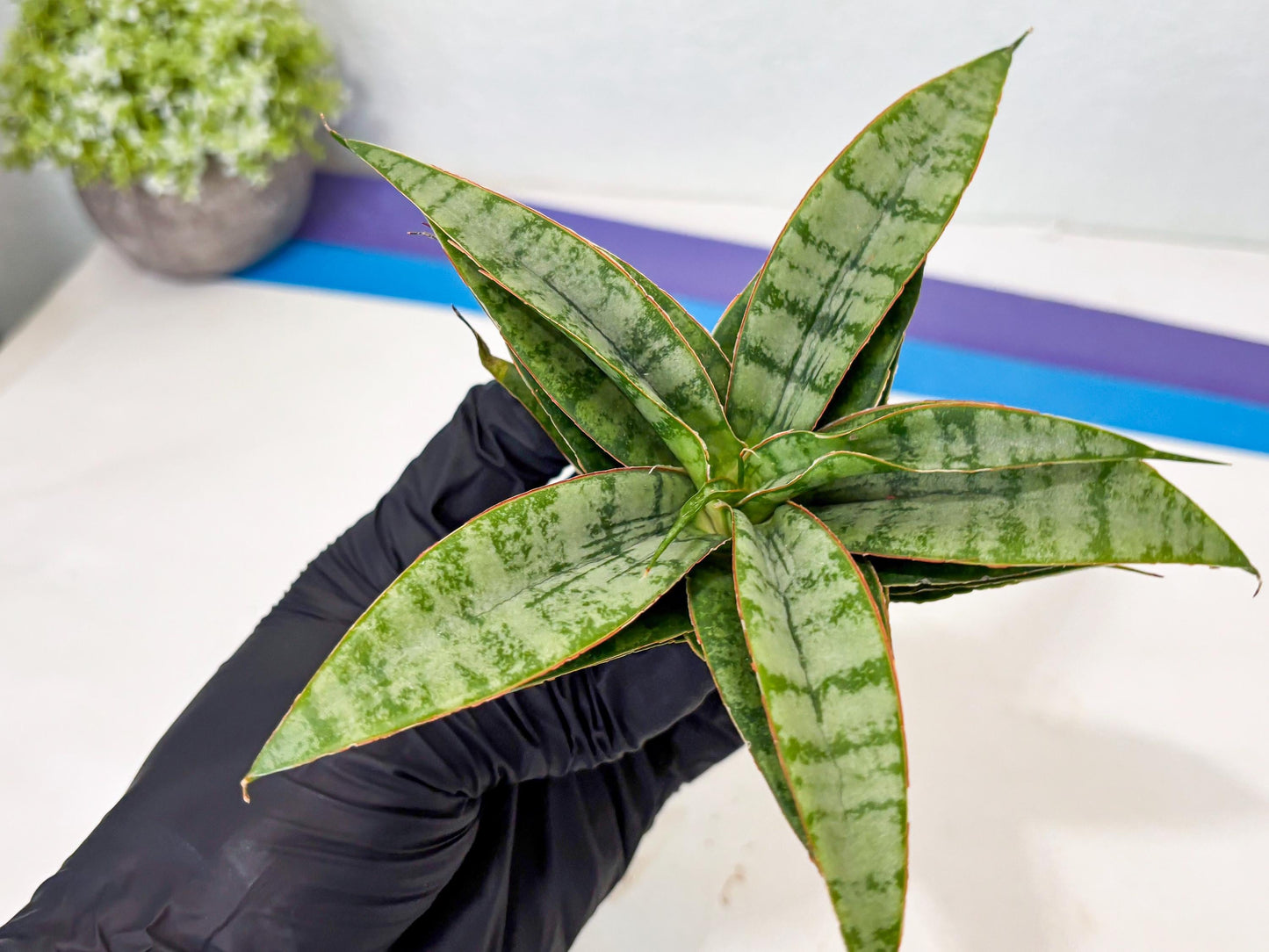 Sansevieria Masoniana x Sweet Celery (Ba3) (6) | Rare Plant