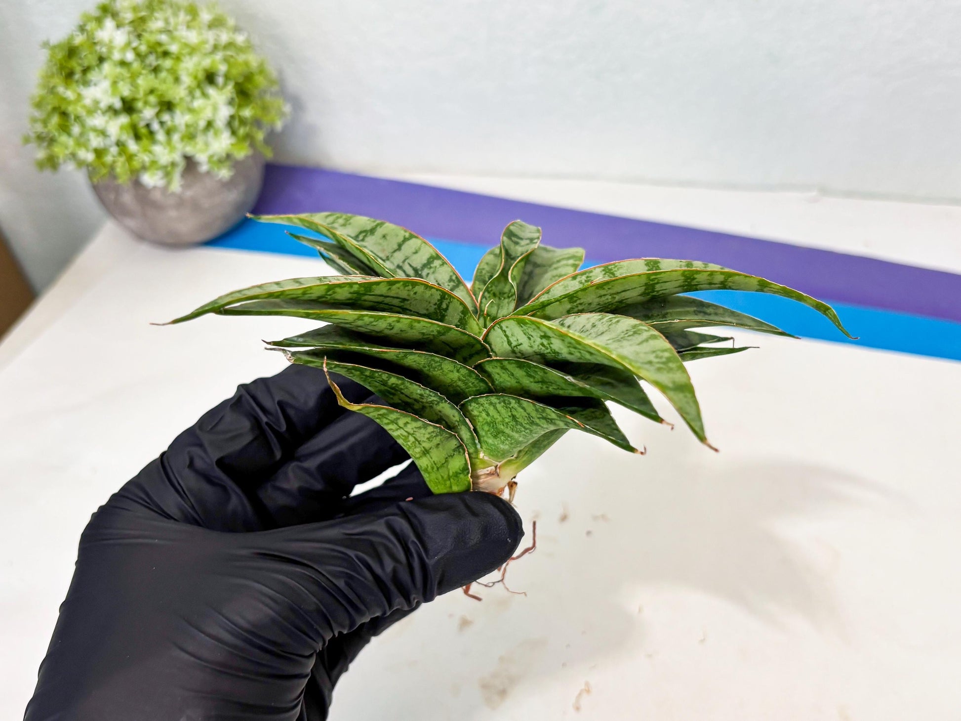 Sansevieria Masoniana x Sweet Celery (Ba3) (6) | Rare Plant