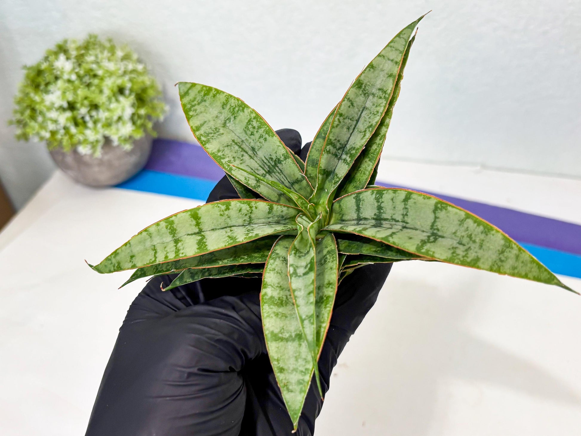 Sansevieria Masoniana x Sweet Celery (Ba3) (6) | Rare Plant