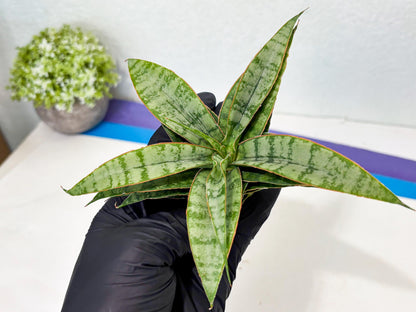 Sansevieria Masoniana x Sweet Celery (Ba3) (6) | Rare Plant