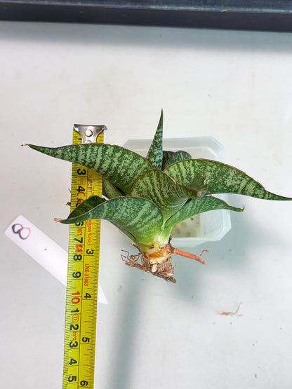 Sansevieria Maesha x Kasih (Ba3) (8) | Hybrid Snake Plant