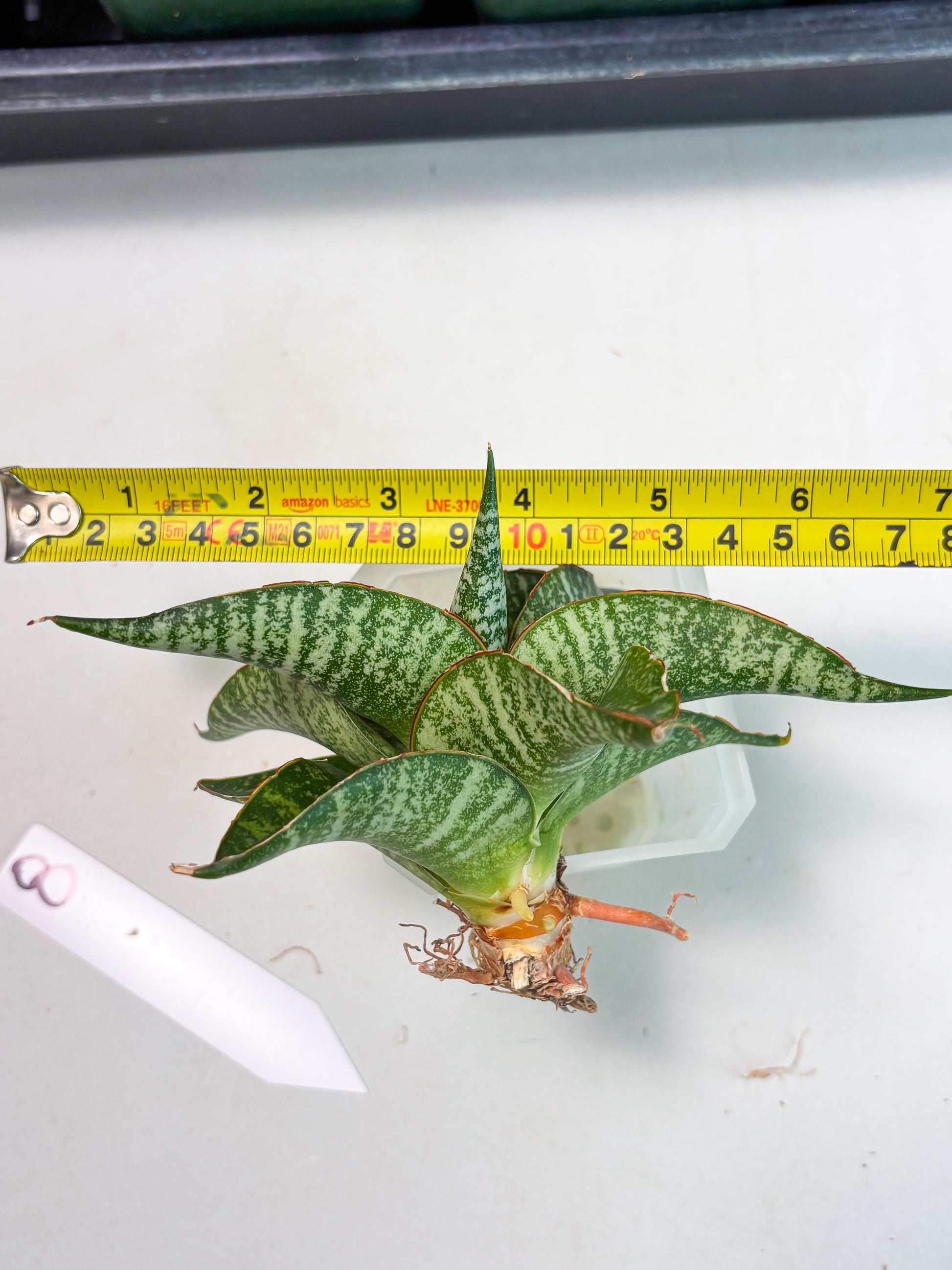 Sansevieria Maesha x Kasih (Ba3) (8) | Hybrid Snake Plant