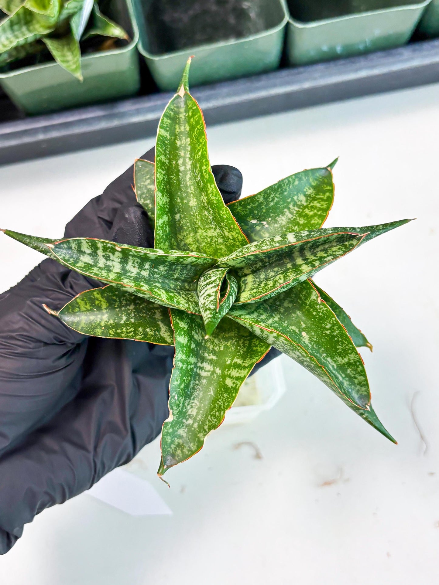 Sansevieria Maesha x Kasih (Ba3) (8) | Hybrid Snake Plant