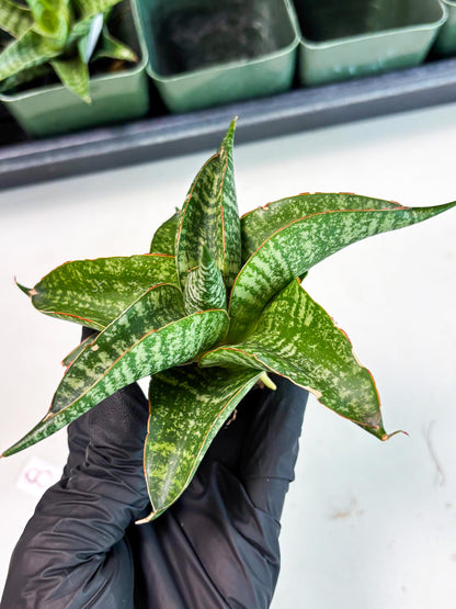 Sansevieria Maesha x Kasih (Ba3) (8) | Hybrid Snake Plant