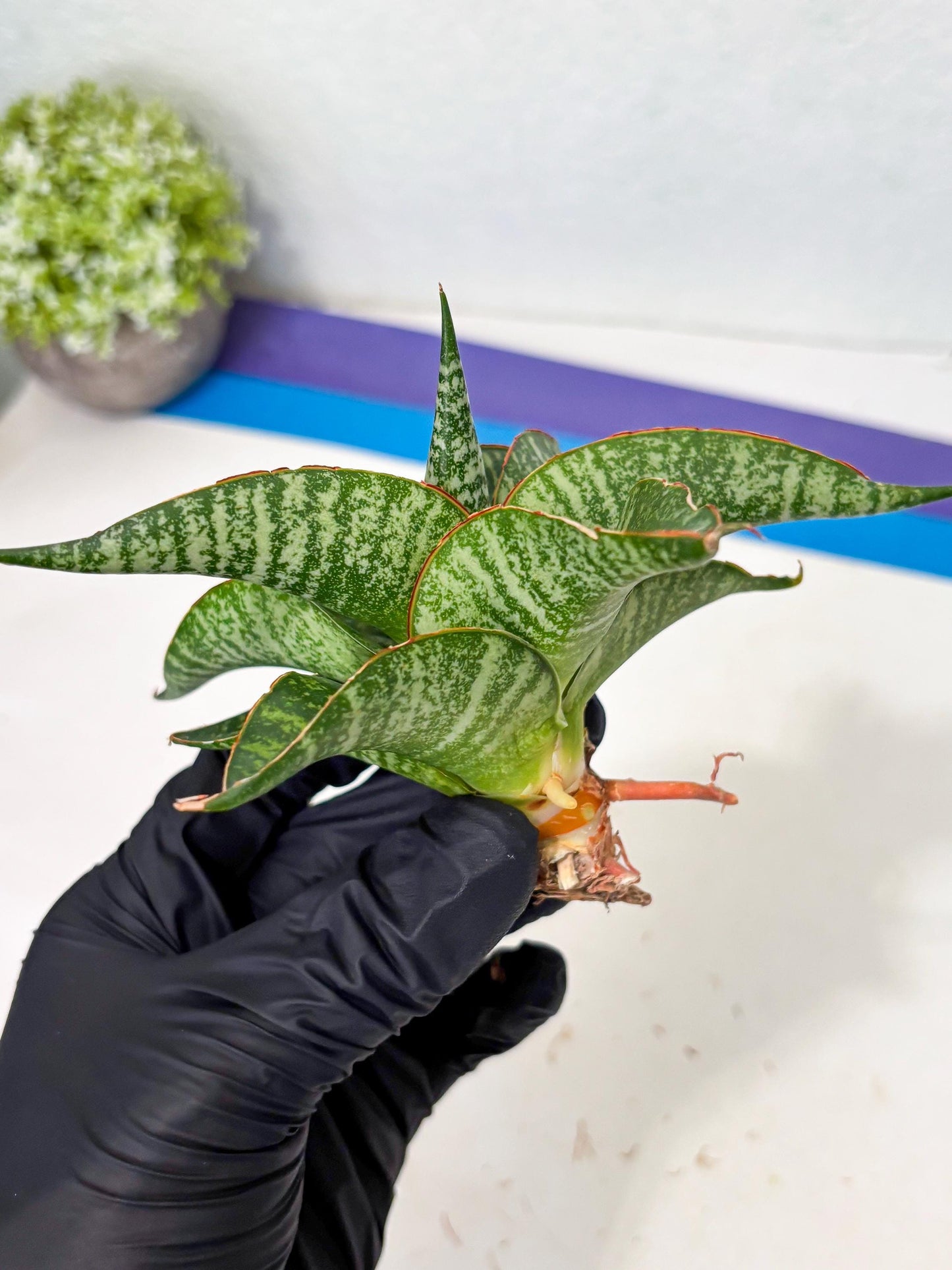 Sansevieria Maesha x Kasih (Ba3) (8) | Hybrid Snake Plant