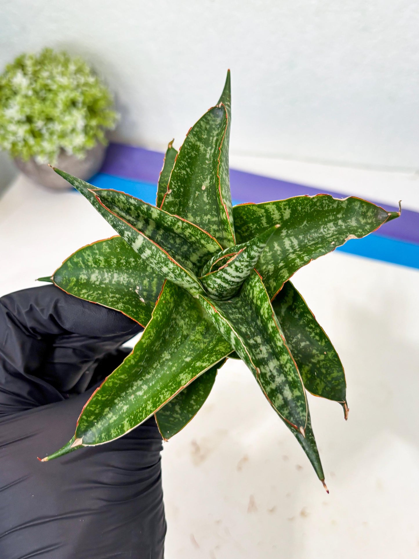 Sansevieria Maesha x Kasih (Ba3) (8) | Hybrid Snake Plant