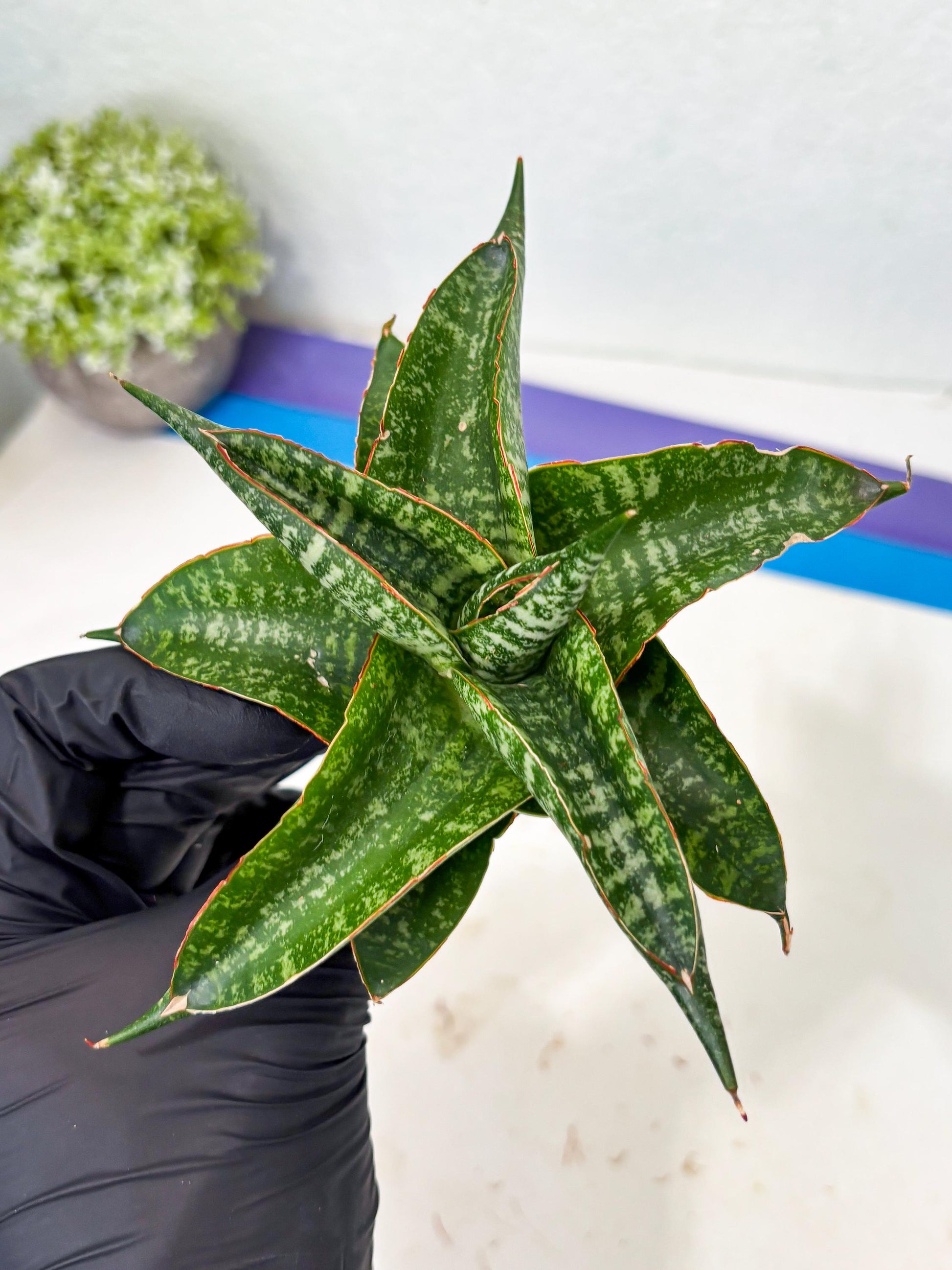 Sansevieria Maesha x Kasih (Ba3) (8) | Hybrid Snake Plant